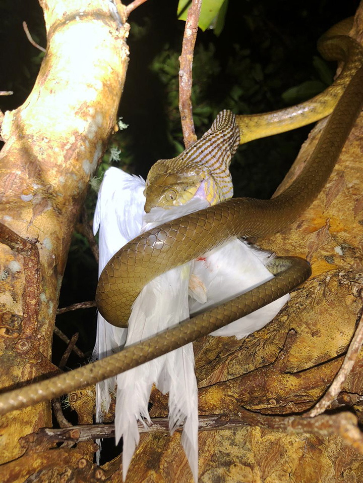 This ‘Ruthless’ Snake Regularly Bites Off More Than It Can Chew